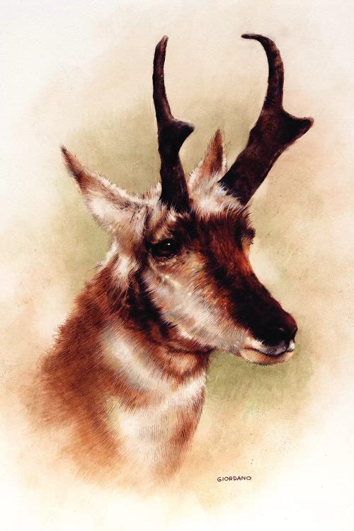 Pronghorn Portrait