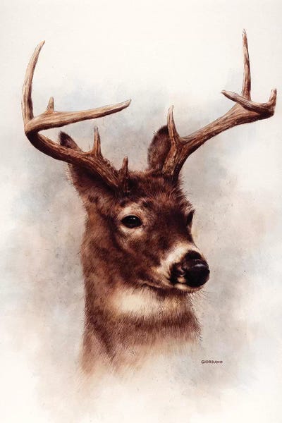 Deer: Whitetail Portrait by Giordano Studios