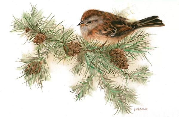 Cabin & Lodge Décor: Hight In The Pines by Giordano Studios