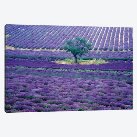 Lavender Fields, Vence, Provence-Alpes-Cote d'Azur, France Canvas Print #GJE2} by Gavriel Jecan Canvas Print