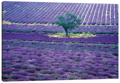 Lavender Fields, Vence, Provence-Alpes-Cote d'Azur, France Canvas Art Print - Lavender Art