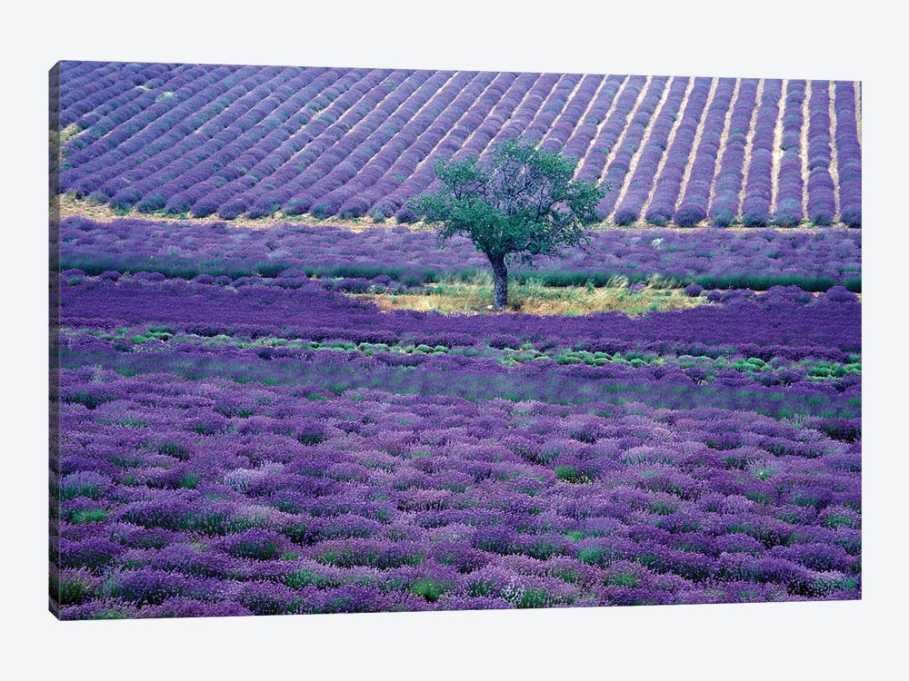 Lavender Fields, Vence, Provence-Alpes-Cote d'Azur, France by Gavriel Jecan 1-piece Canvas Art