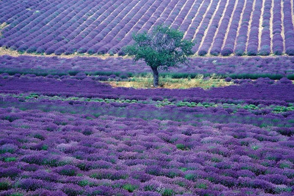 Herbs: Lavender Fields, Vence, Provence-Alpes-Cote d'Azur, France by Gavriel Jecan