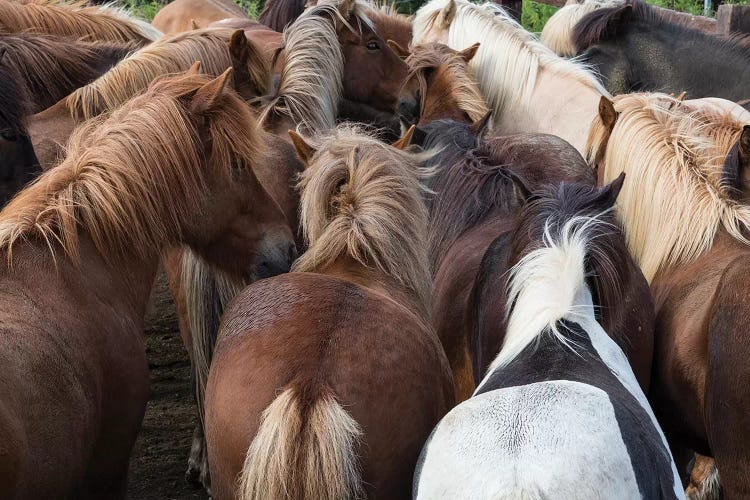 Icelandic Horse Herd In Zoom