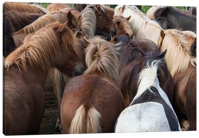 Icelandic Horse Herd In Zoom Canvas Art Print