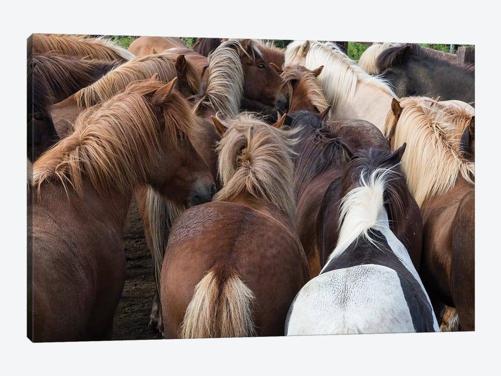 Icelandic Horse Herd In Zoom by Gavriel Jecan 1-piece Art Print