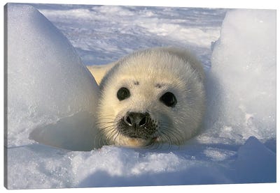 Harp Seal, Canada, Gulf Of St. Lawrence. Canvas Art Print - Seal Art