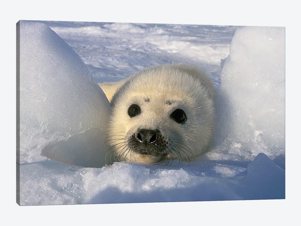 Harp Seal, Canada, Gulf Of St. Lawrence. by Gavriel Jecan 1-piece Canvas Artwork