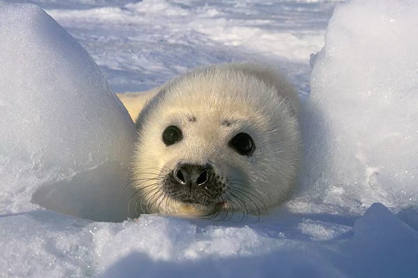 Seals & Sea Lions: Harp Seal, Canada, Gulf Of St. Lawrence. by Gavriel Jecan
