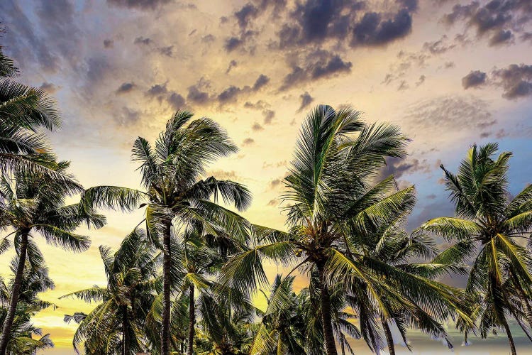 Palm Trees Along The Coastal Road, Going Into The Mountains, Bali, Indonesia