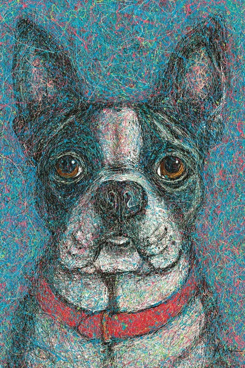 Boston Terrier Drip
