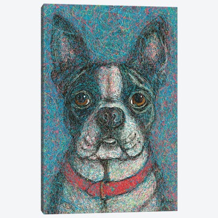 Boston Terrier Drip Canvas Print #GKS262} by Gretchen Kish Serrano Canvas Art Print