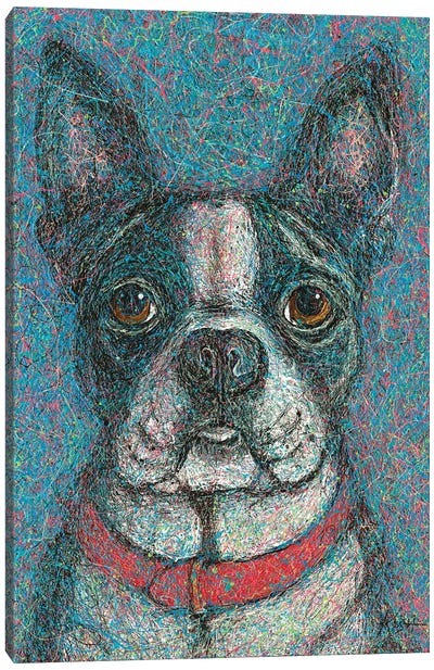 Boston Terrier Drip Canvas Art Print - Gretchen Kish Serrano