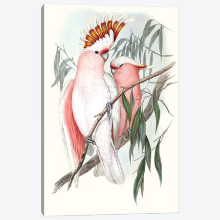 Pastel Parrots I Canvas Print #GLD1} by John Gould Canvas Art