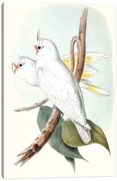 Pastel Parrots II Canvas Art Print - Parrot Art
