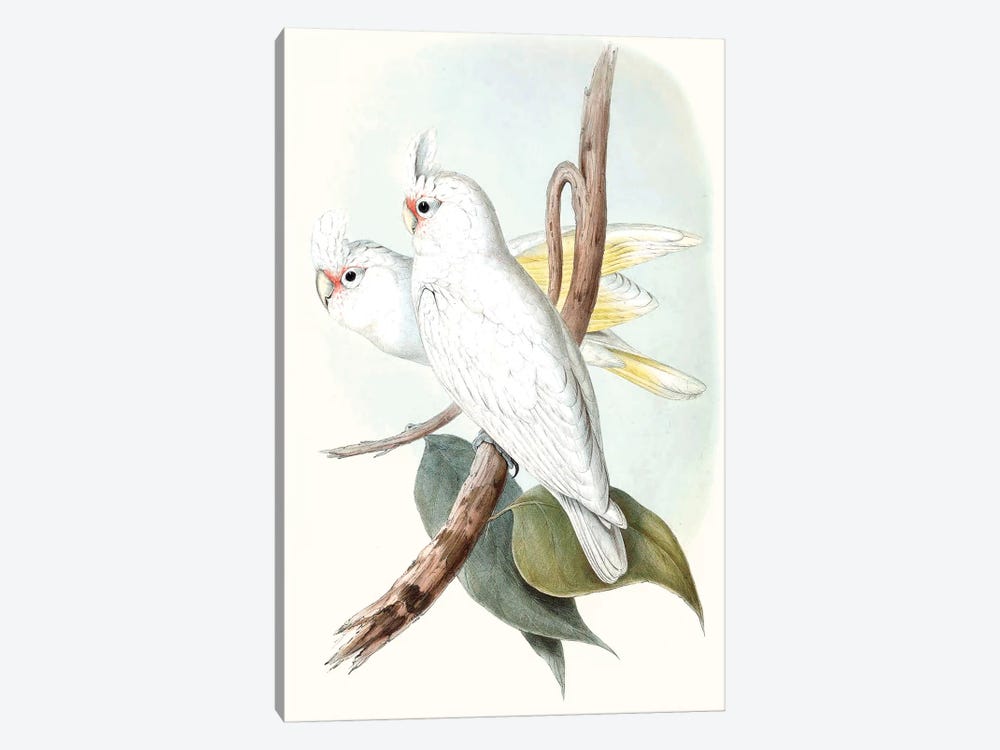 Pastel Parrots II by John Gould 1-piece Canvas Print
