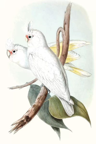 Pastel Parrots II
