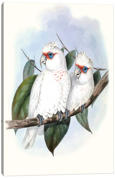 Pastel Parrots IV Canvas Art Print