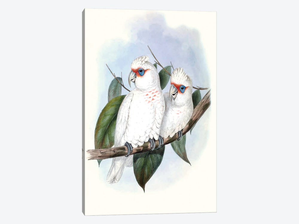 Pastel Parrots IV by John Gould 1-piece Art Print