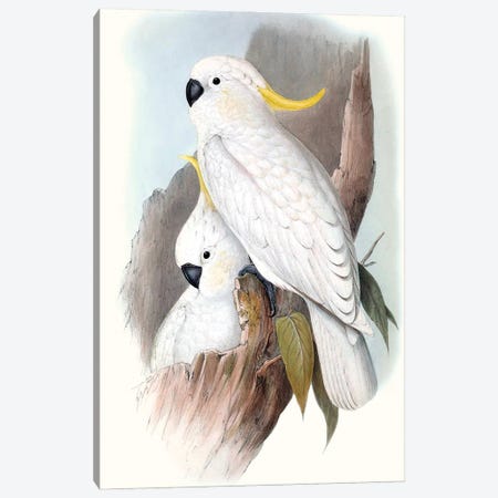 Pastel Parrots V Canvas Print #GLD5} by John Gould Canvas Print