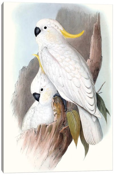 Pastel Parrots V Canvas Art Print