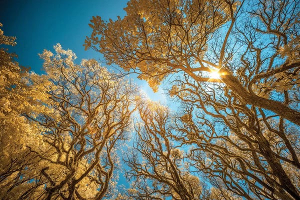 Brazil: Looking Up - Sao Paulo, Brazil by Glauco Meneghelli