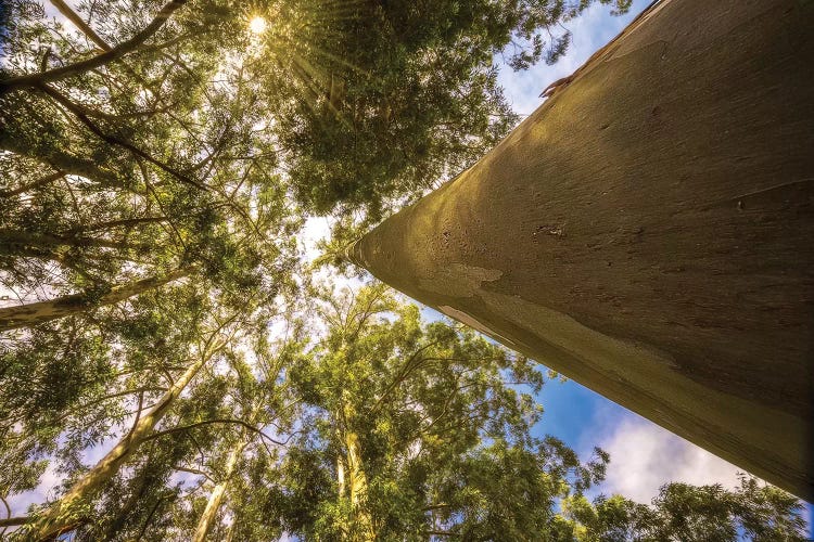 Big Tree