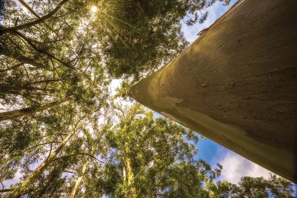 Glauco Meneghelli: Big Tree by Glauco Meneghelli