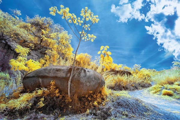 Brazil: Nature III  - Sao Paulo, Brazil by Glauco Meneghelli