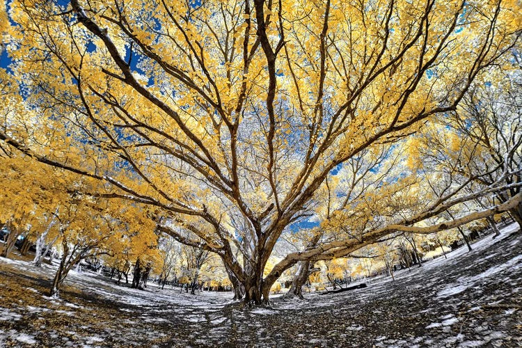 Big Tree - Sao Paulo, Brazil by Glauco Meneghelli wall art