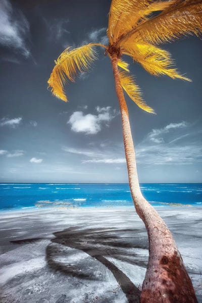 Glauco Meneghelli: Palm Beach - Bahia, Brazil by Glauco Meneghelli