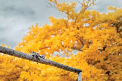 Pigeons - Bahia, Brazil by Glauco Meneghelli canvas print