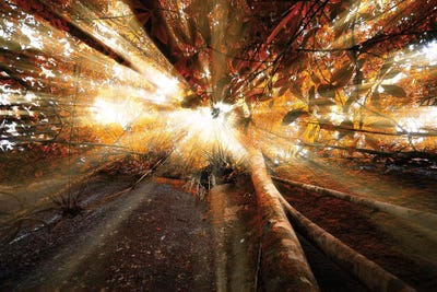 Raylight by Glauco Meneghelli canvas print