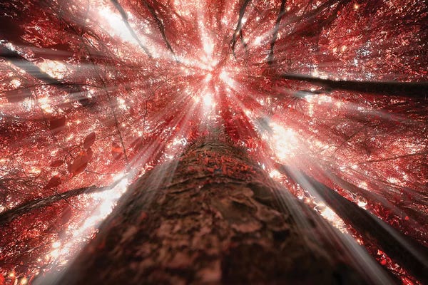 Glauco Meneghelli: Raylight In The Jungle - Sao Paulo, Brazil by Glauco Meneghelli