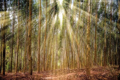 Raylight Trees by Glauco Meneghelli canvas print