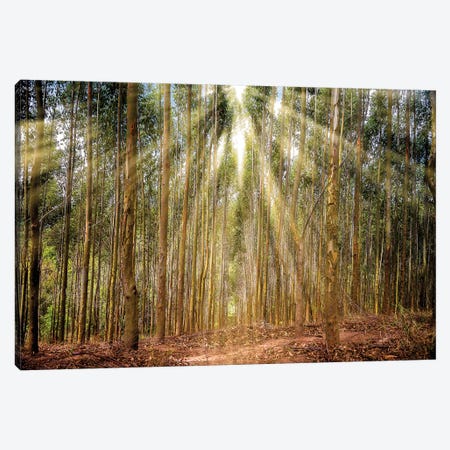 Raylight Trees Canvas Print #GLM127} by Glauco Meneghelli Canvas Print
