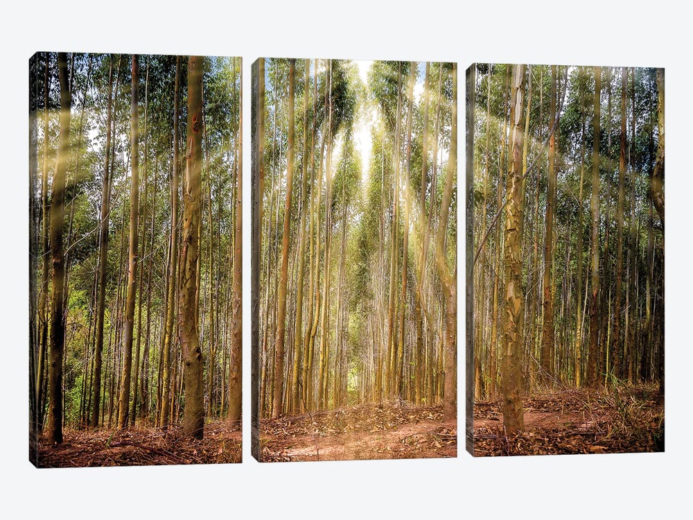 Raylight Trees by Glauco Meneghelli 3-piece Canvas Art Print