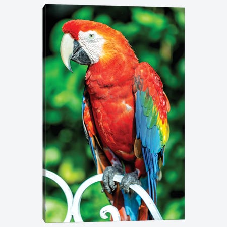 Red Macaw Canvas Print #GLM128} by Glauco Meneghelli Canvas Art