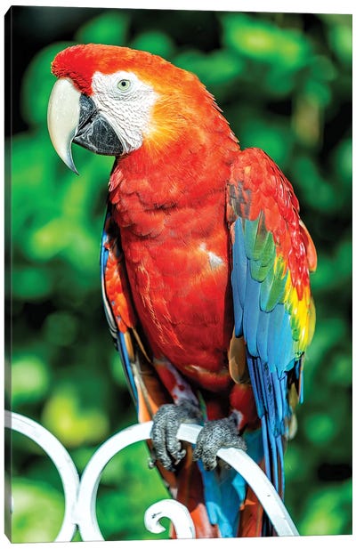 Red Macaw Canvas Art Print - Parrot Art