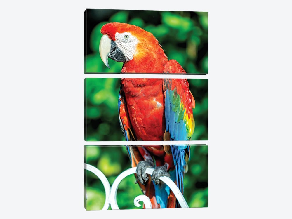 Red Macaw by Glauco Meneghelli 3-piece Canvas Art