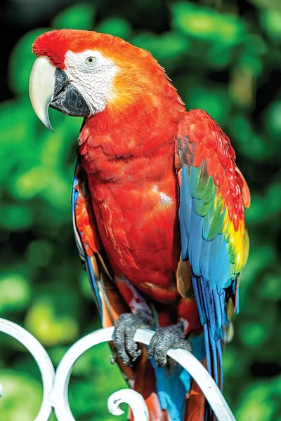Glauco Meneghelli: Red Macaw by Glauco Meneghelli