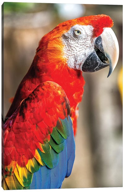 Red Macaw II Canvas Art Print - Parrot Art