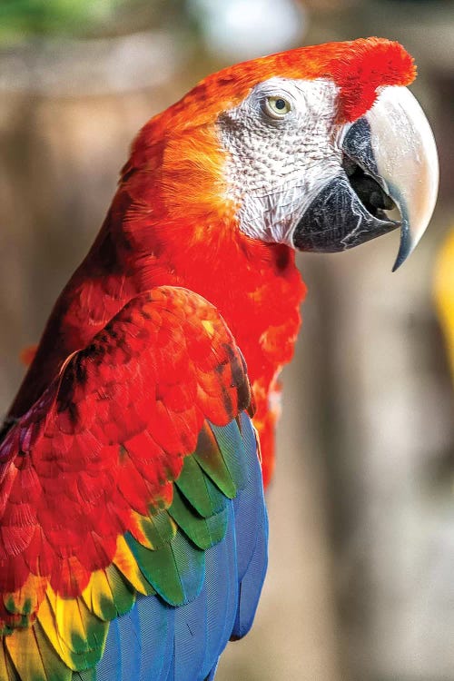 Red Macaw II