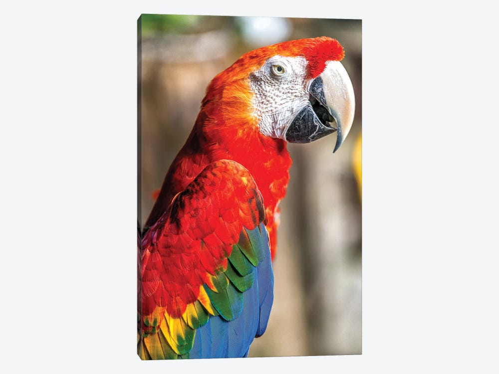 Red Macaw II by Glauco Meneghelli 1-piece Canvas Art Print