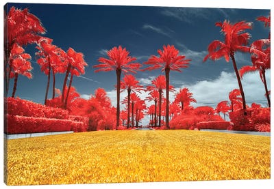 Red Palms - Miami, Florida Canvas Art Print - Glauco Meneghelli