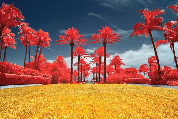 Glauco Meneghelli: Red Palms - Miami, Florida by Glauco Meneghelli