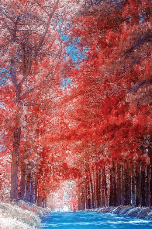 Red Path - Sao Paulo, Brazil by Glauco Meneghelli wall art