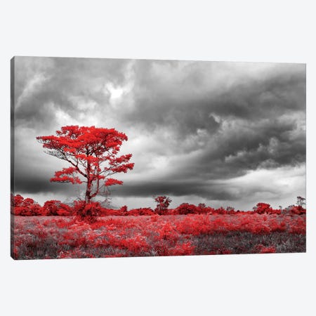 Red Tree - Sao Paulo, Brazil Canvas Print #GLM132} by Glauco Meneghelli Canvas Print