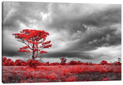 Red Tree - Sao Paulo, Brazil Canvas Art Print - Cloud Art
