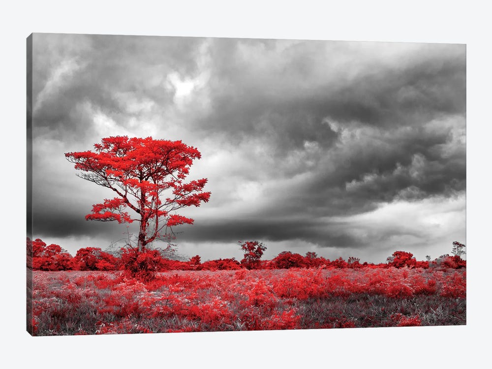 Red Tree - Sao Paulo, Brazil by Glauco Meneghelli 1-piece Art Print